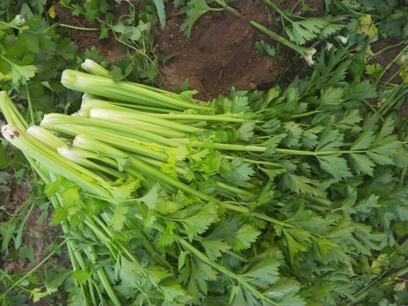 法国皇后芹菜高度70厘米左右，质量好，色泽好，量很大
