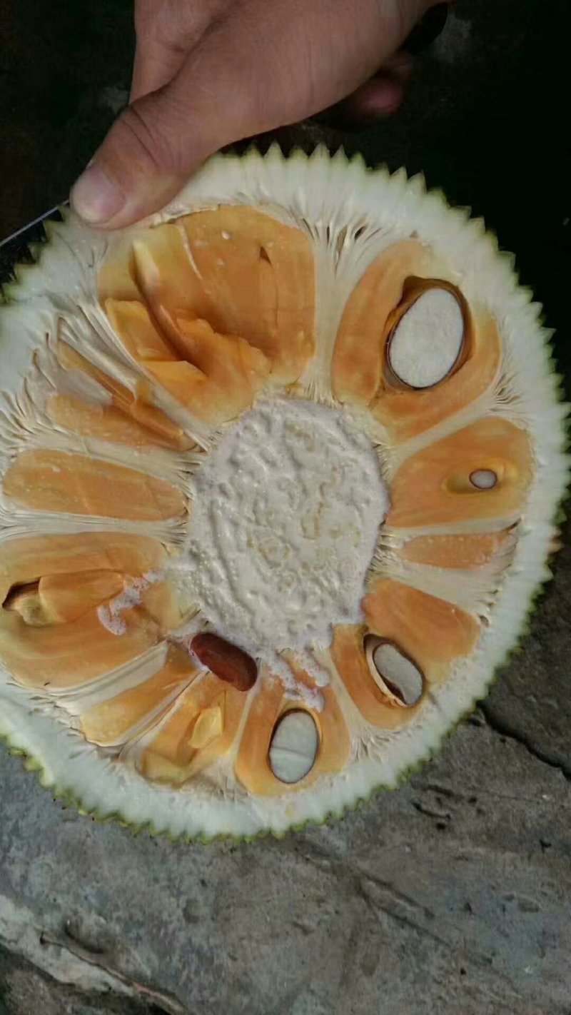 菠萝蜜代办，免费换越南盾，代卖各种水果。