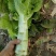 万亩蔬菜基地精品红尖叶莴苣，毛菜，净菜，光杆
