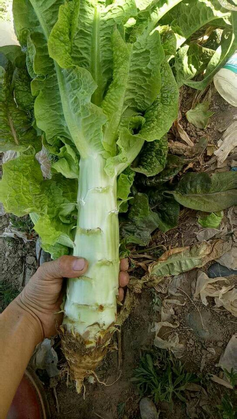 万亩蔬菜基地精品红尖叶莴苣，毛菜，净菜，光杆