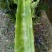 万亩蔬菜基地精品红尖叶莴苣，毛菜，净菜，光杆