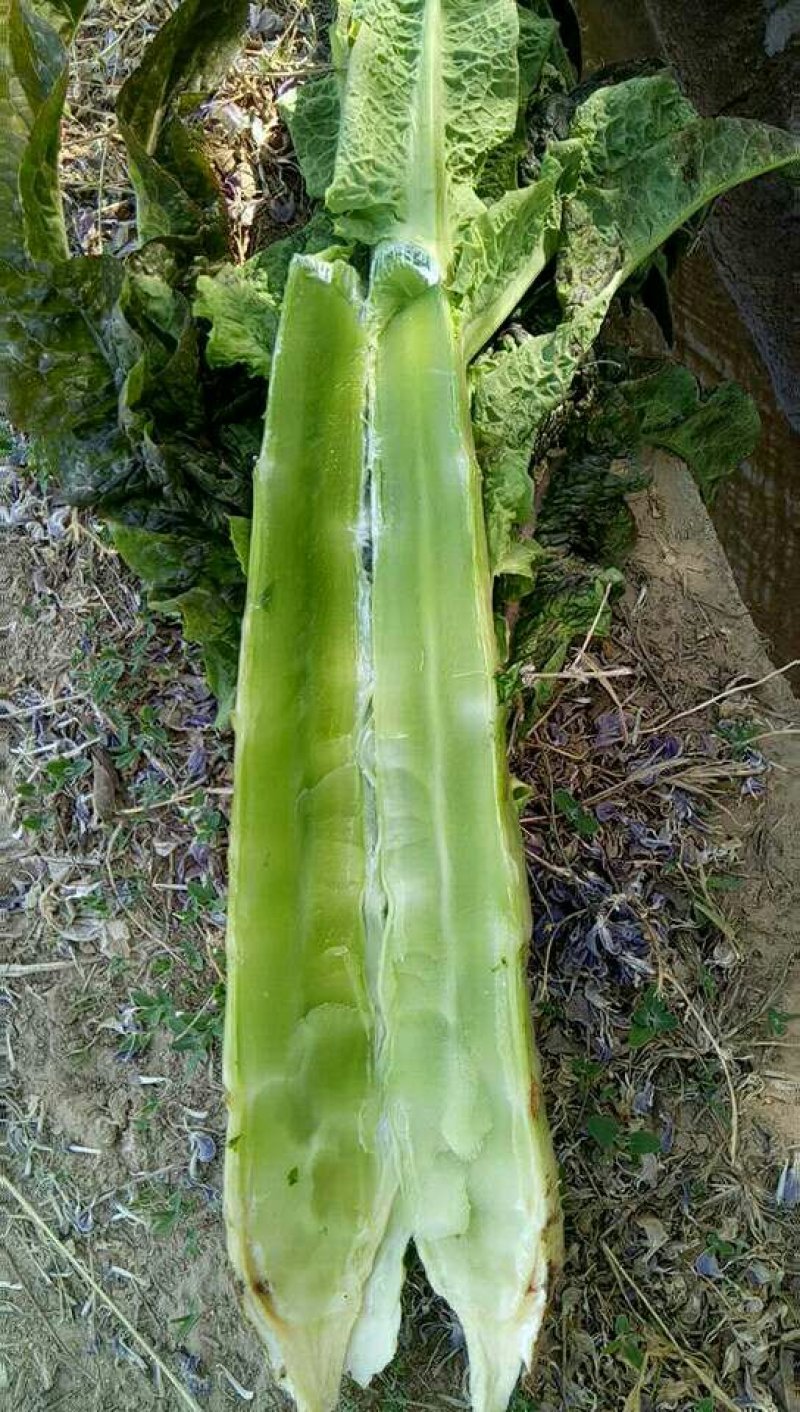 万亩蔬菜基地精品红尖叶莴苣，毛菜，净菜，光杆