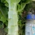 万亩蔬菜基地精品红尖叶莴苣，毛菜，净菜，光杆