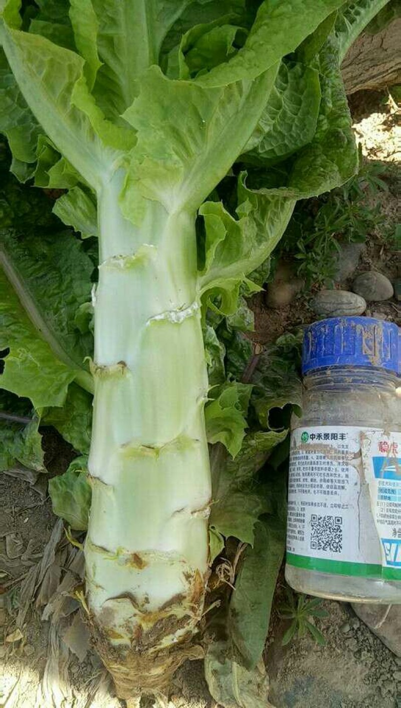 万亩蔬菜基地精品红尖叶莴苣，毛菜，净菜，光杆