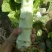 万亩蔬菜基地精品红尖叶莴苣，毛菜，净菜，光杆