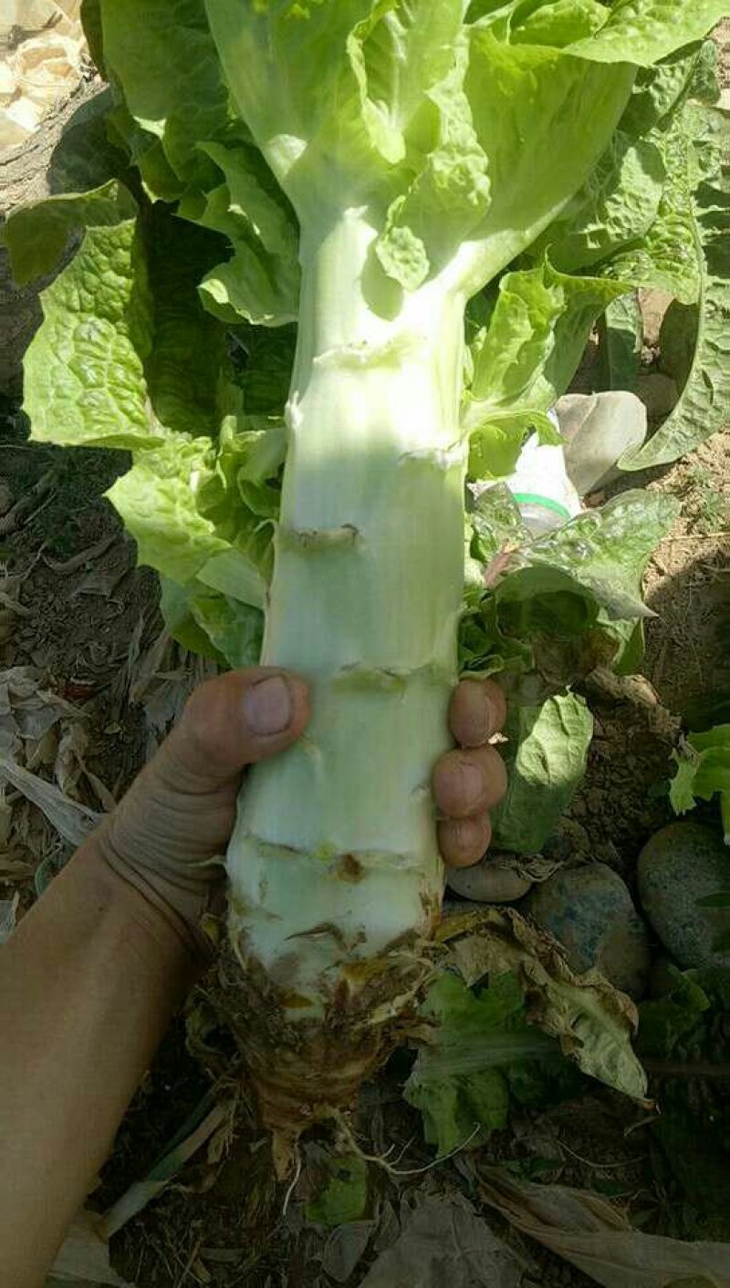 万亩蔬菜基地精品红尖叶莴苣，毛菜，净菜，光杆