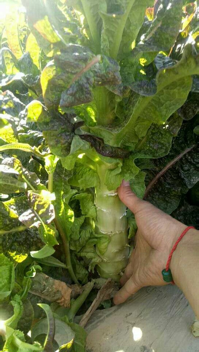万亩蔬菜基地精品红尖叶莴苣，毛菜，净菜，光杆