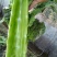 万亩蔬菜基地精品红尖叶莴苣，毛菜，净菜，光杆