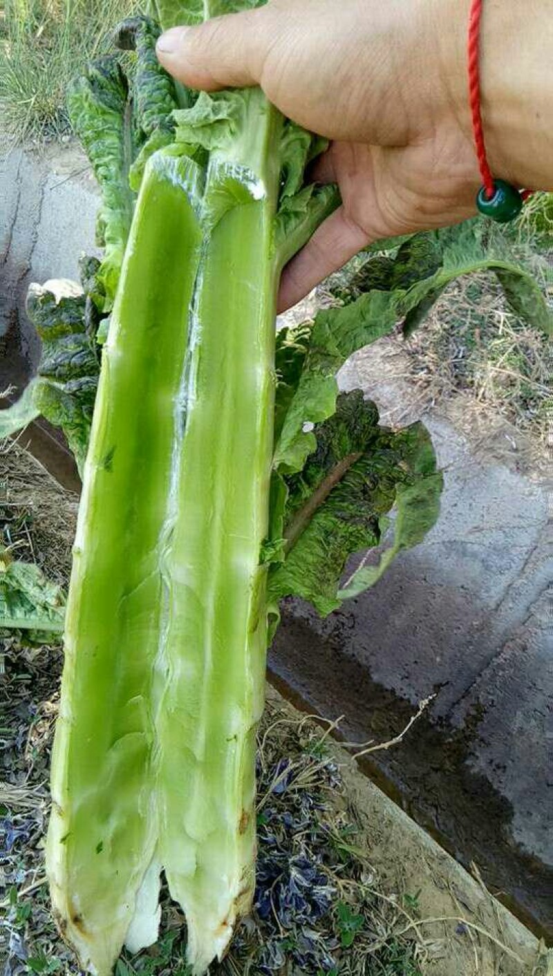 万亩蔬菜基地精品红尖叶莴苣，毛菜，净菜，光杆