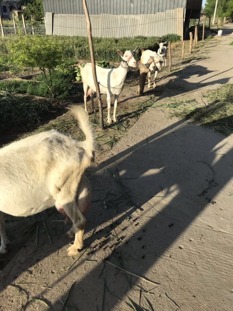 富平萨能奶山羊育肥公羔
