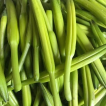 四月花黄花菜