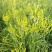 四月花黄花菜