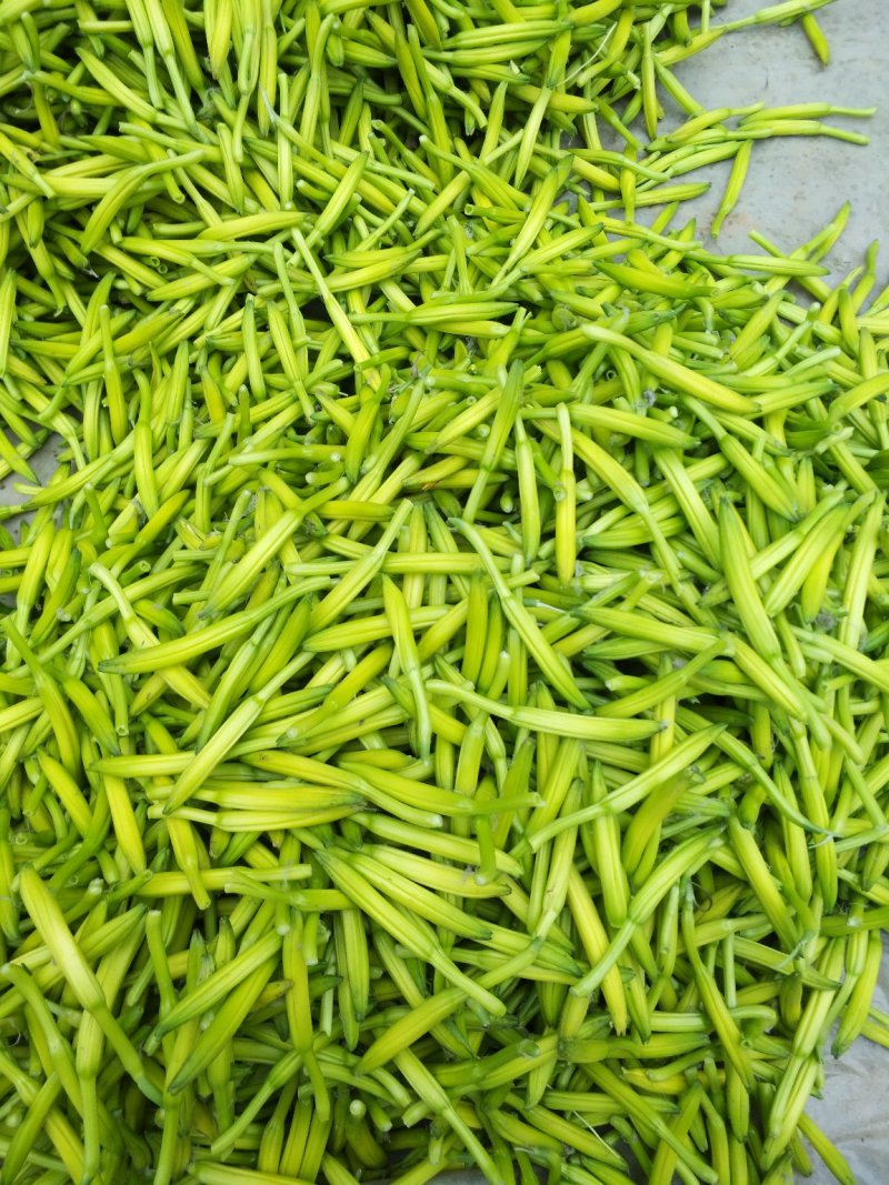 四月花黄花菜