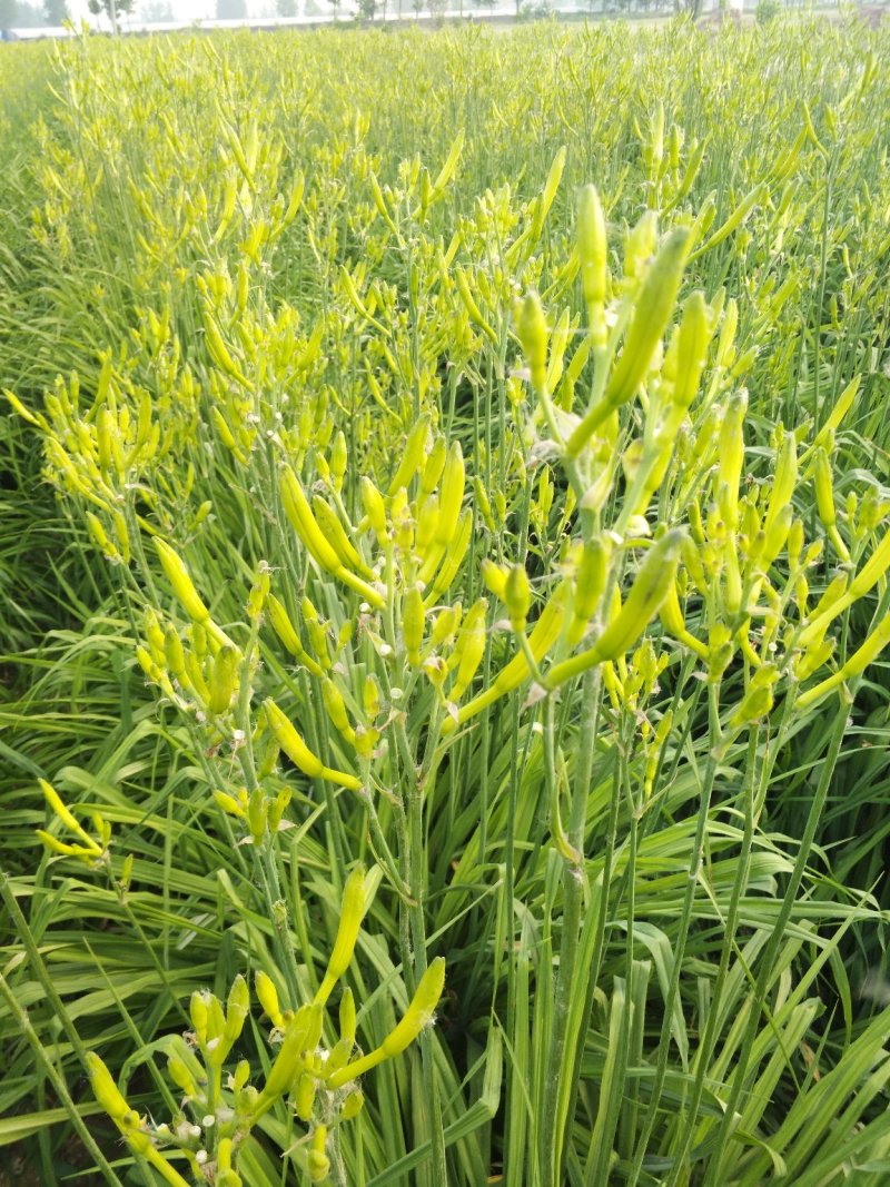 四月花黄花菜