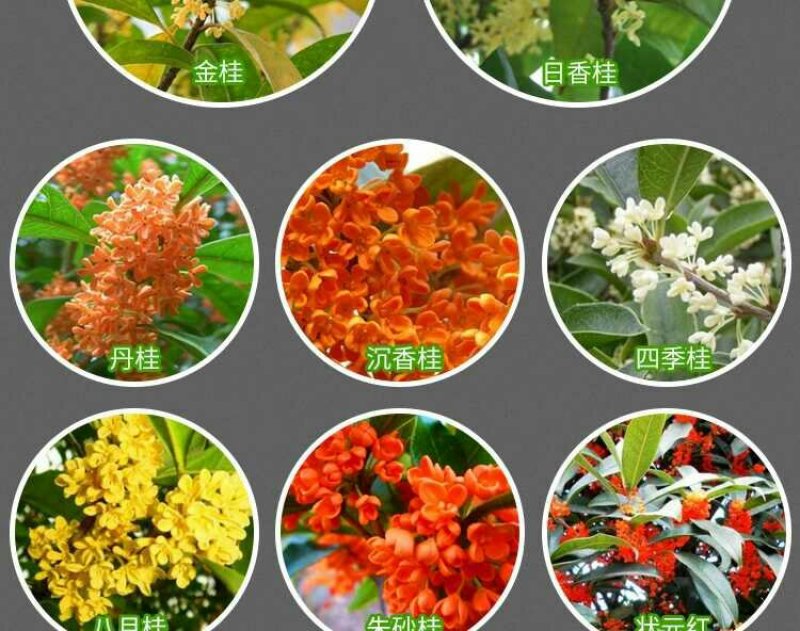 四季桂各种桂都有