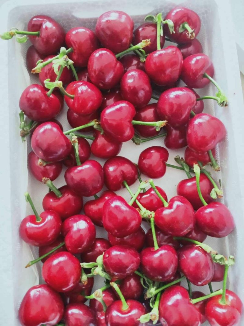 红灯樱桃