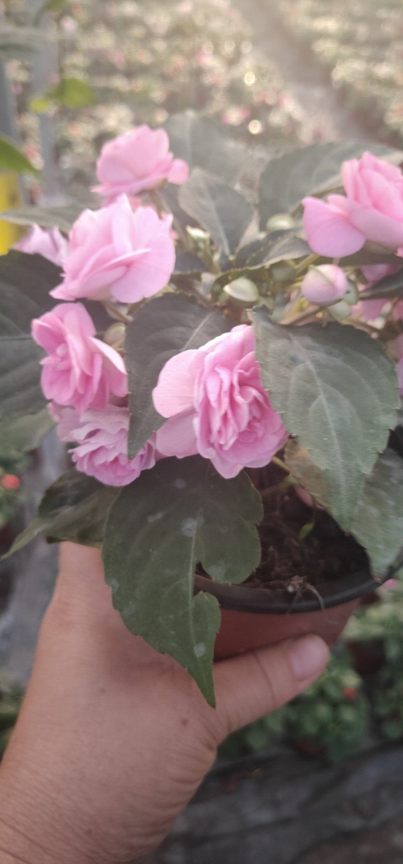 风仙