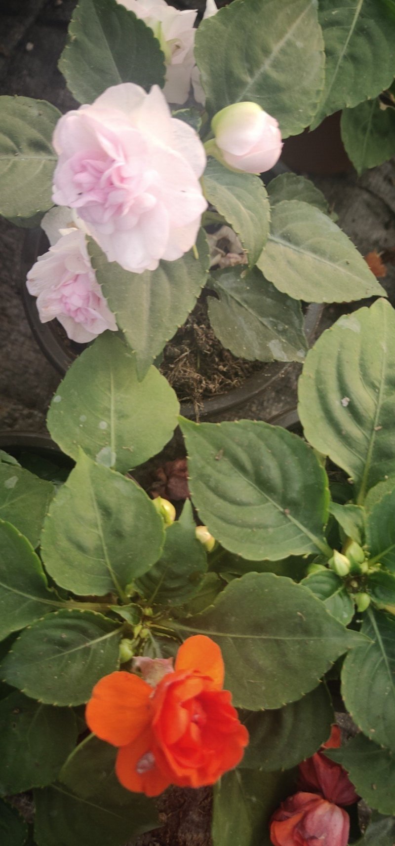 风仙
