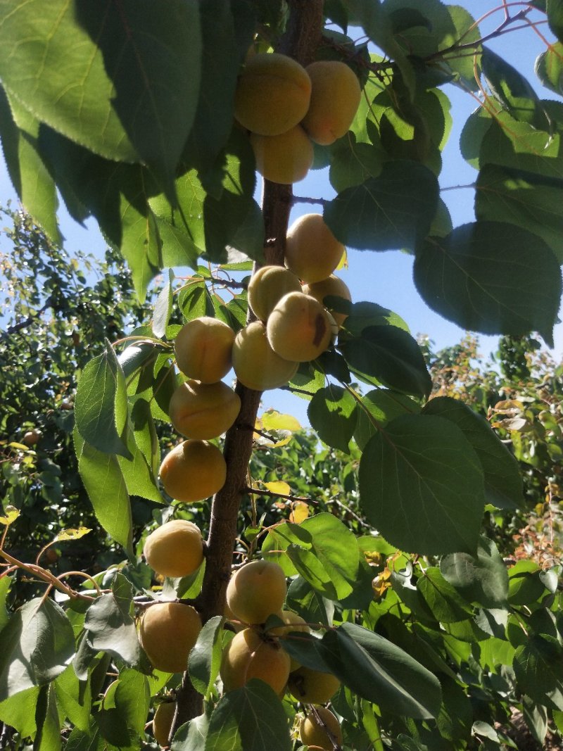 金太阳杏