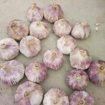 邳州6.5净蒜