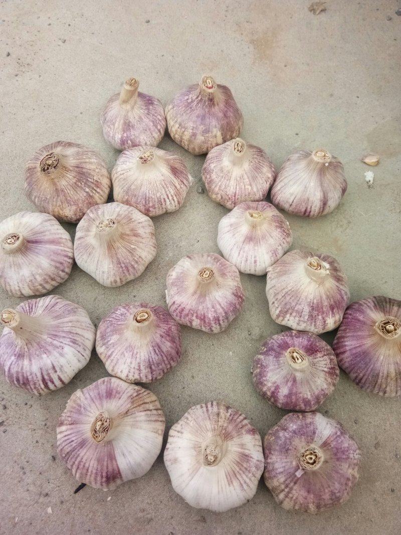 邳州6.5净蒜