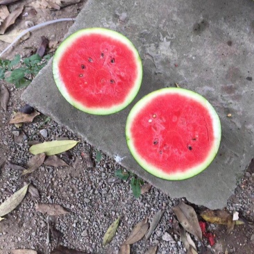 黑美人西瓜大瓜大量有货