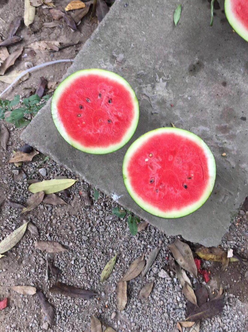 黑美人西瓜大瓜大量有货