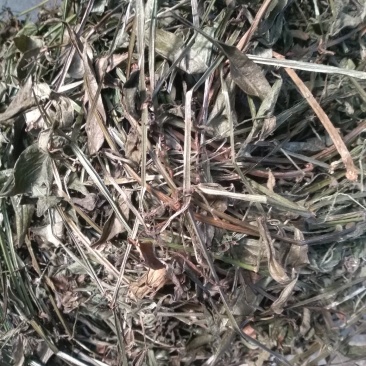 茜草，野生茜草只供藤叶