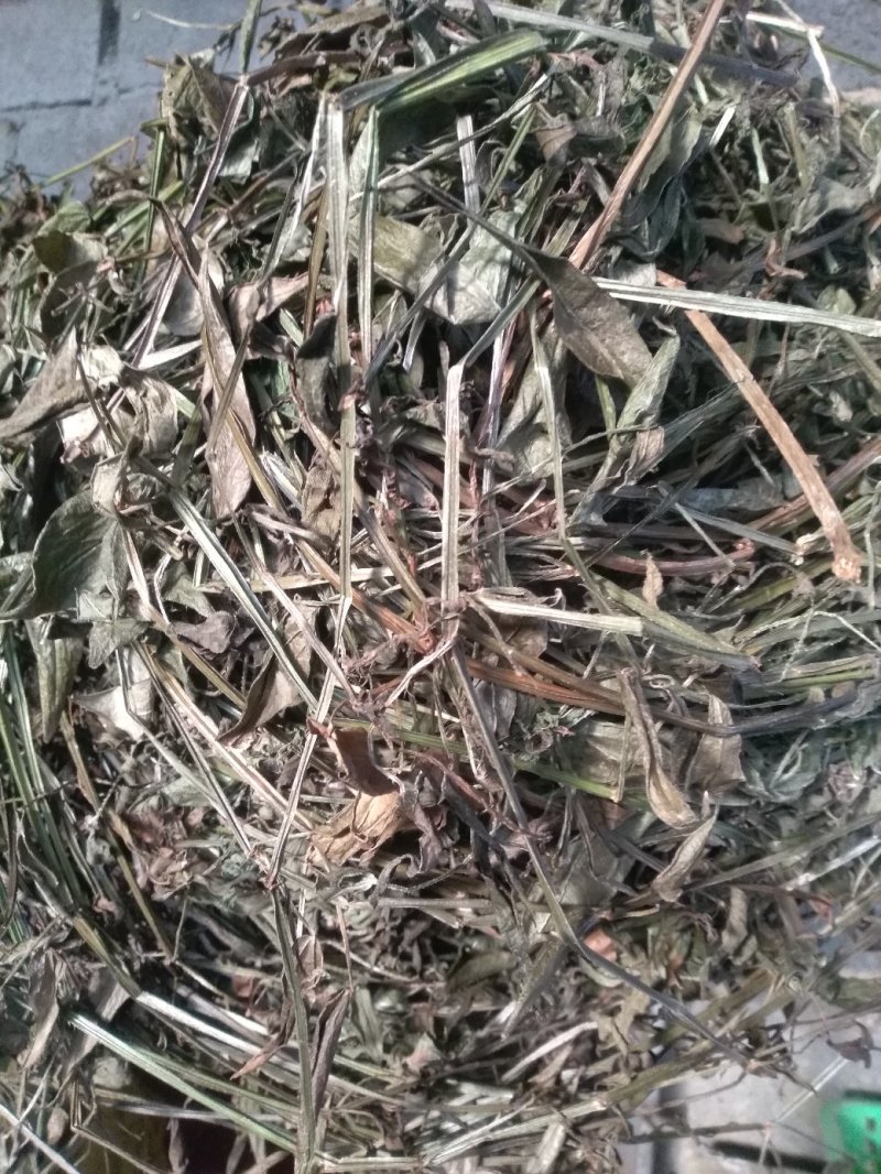 茜草，野生茜草只供藤叶