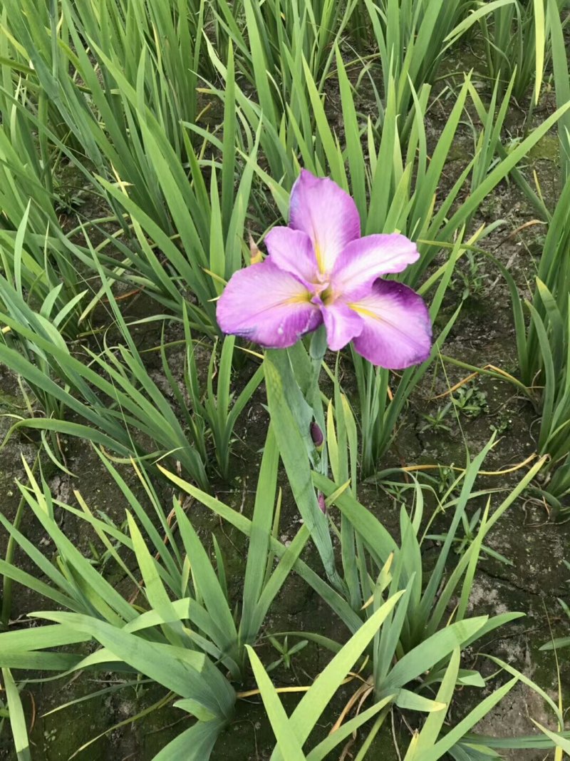 荷花苗深水荷花苗精品荷花苗，可以视频看货