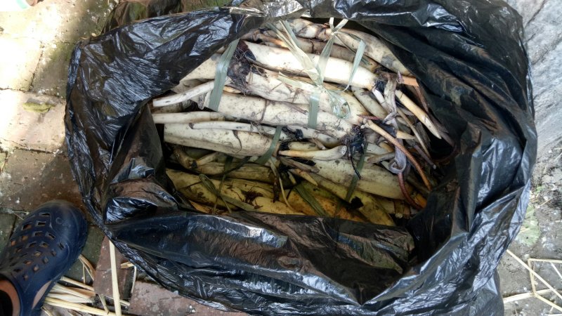 荷花苗深水荷花苗精品荷花苗，可以视频看货