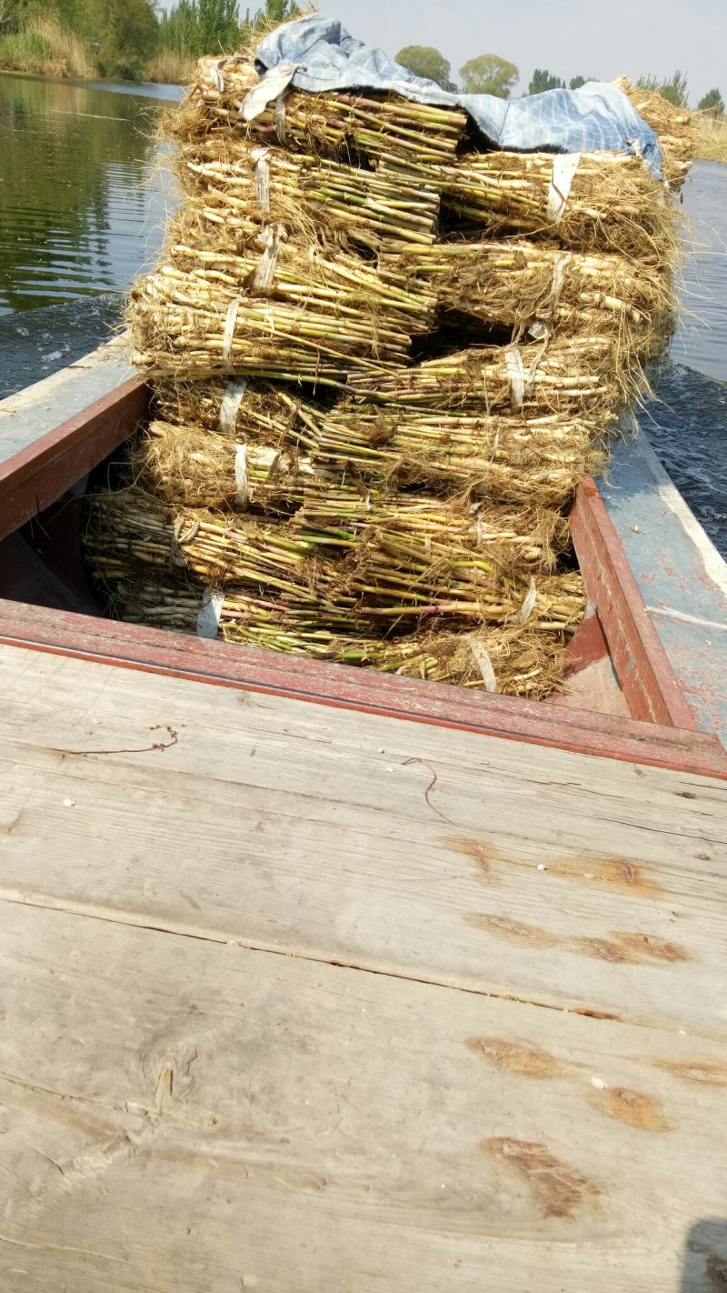 荷花苗深水荷花苗精品荷花苗，可以视频看货