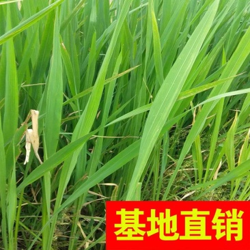 野茭白绿化工程大量供应。。。。。。。。。。。。