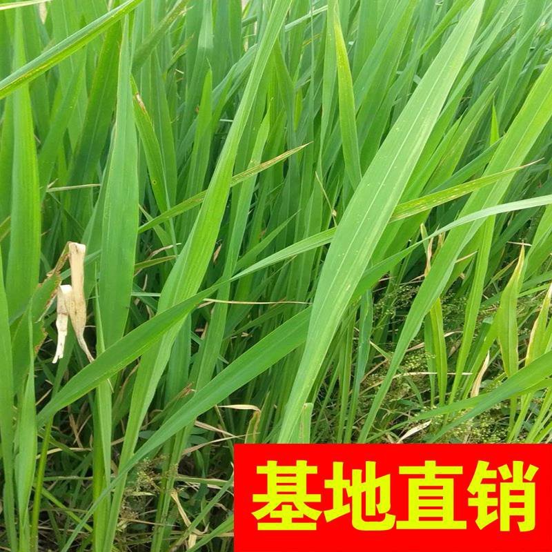 野茭白绿化工程大量供应。。。。。。。。。。。。