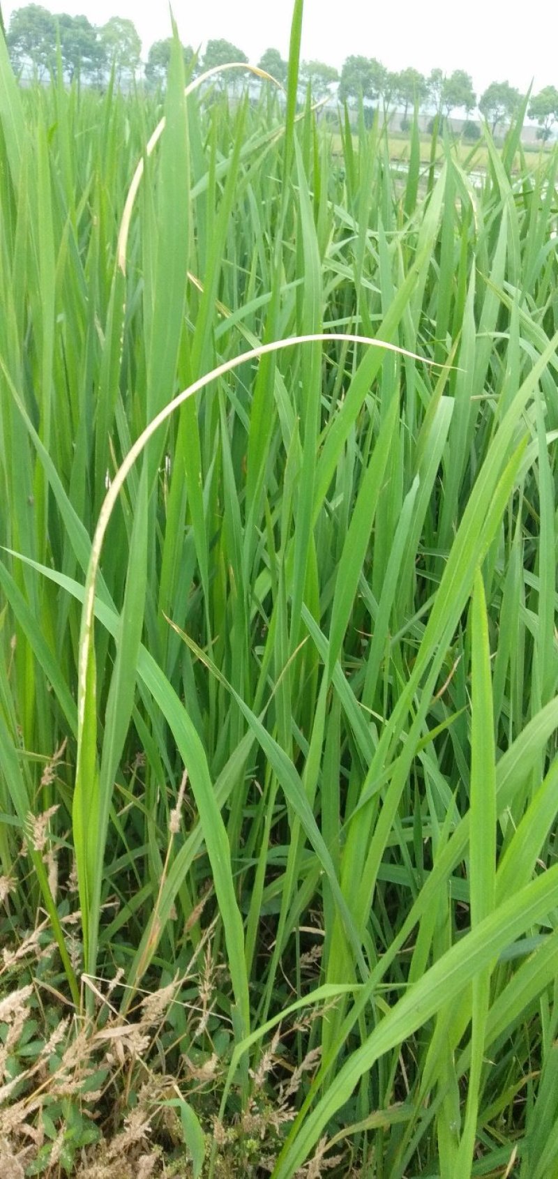 野茭白绿化工程大量供应。。。。。。。。。。。。
