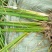 野茭白绿化工程大量供应。。。。。。。。。。。。