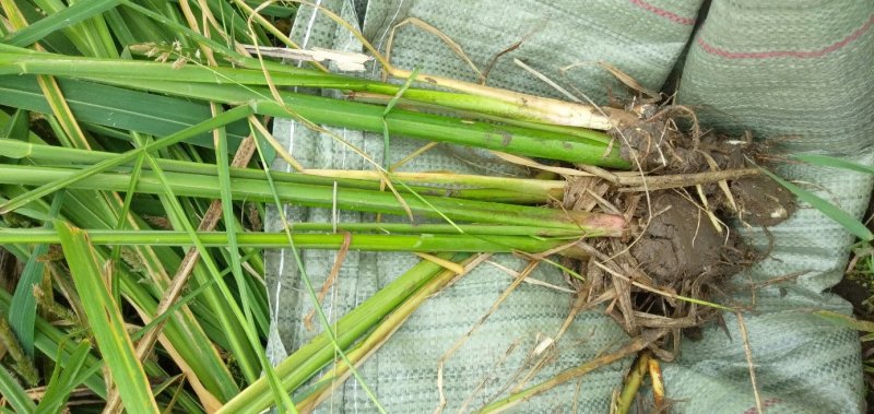 野茭白绿化工程大量供应。。。。。。。。。。。。