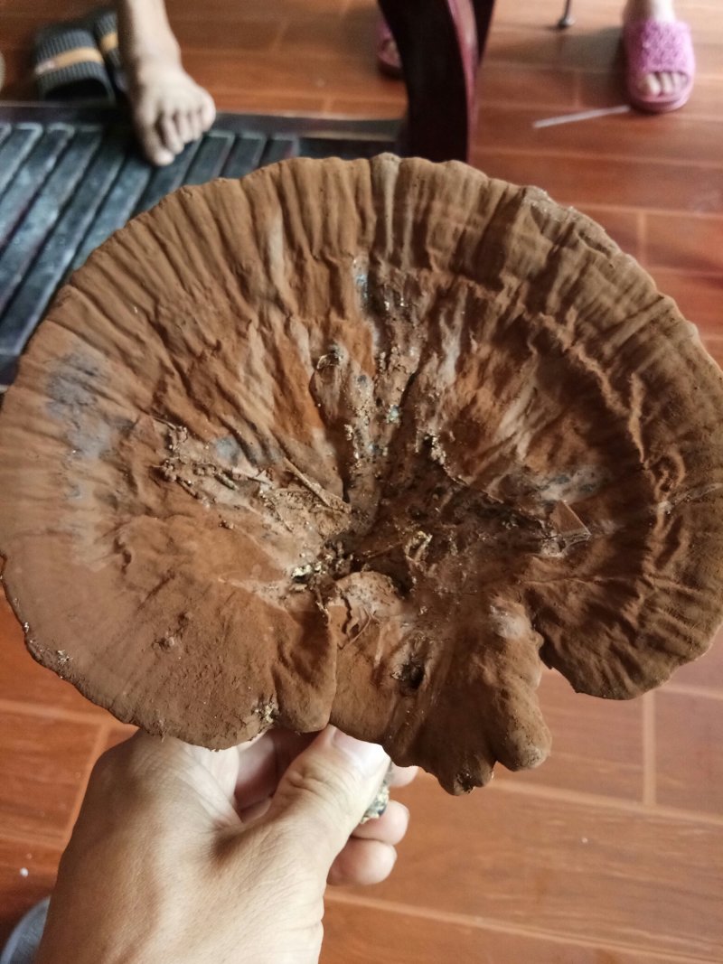 紫灵芝