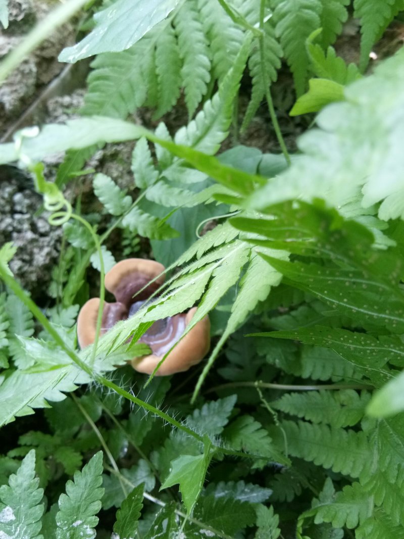 紫灵芝