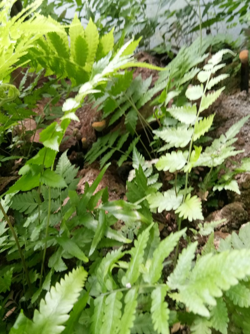 紫灵芝