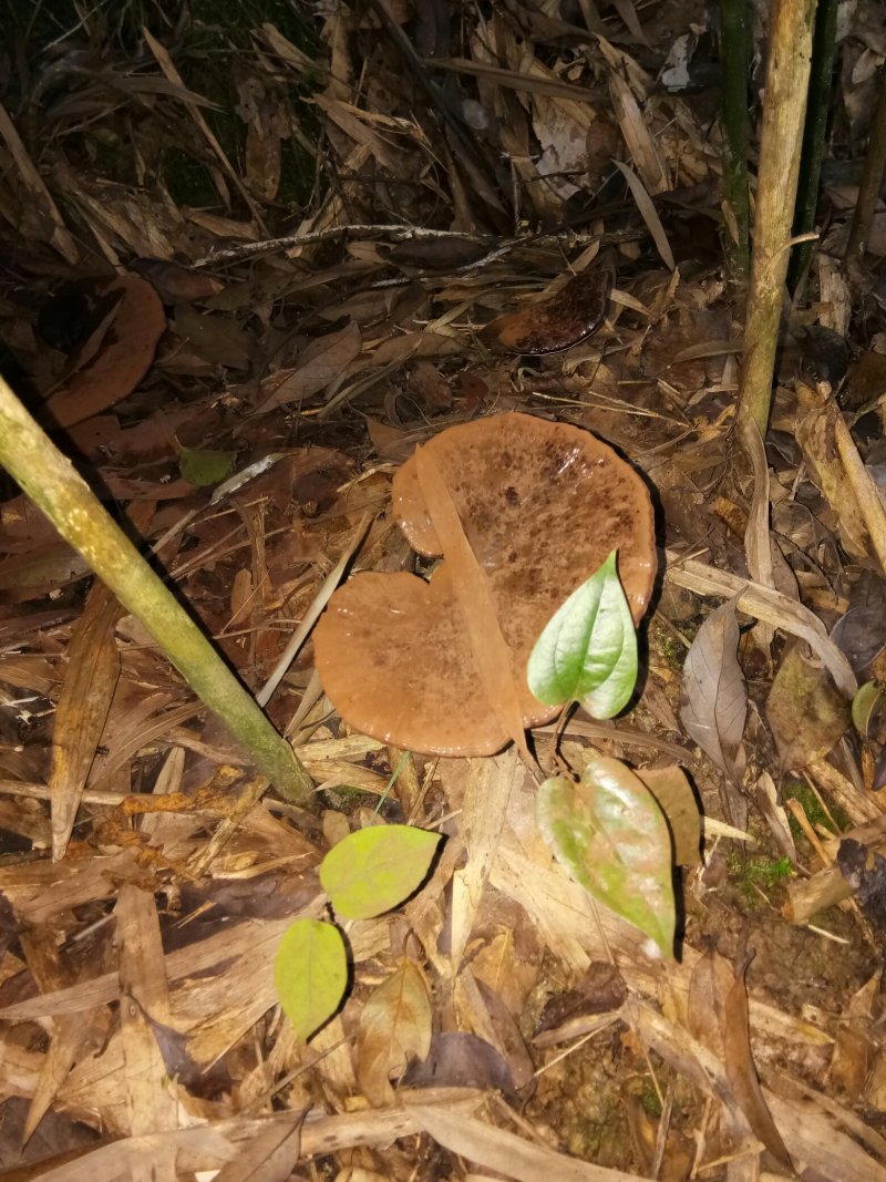 紫灵芝
