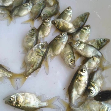 缩骨大头鱼苗，缩骨鳙鱼苗