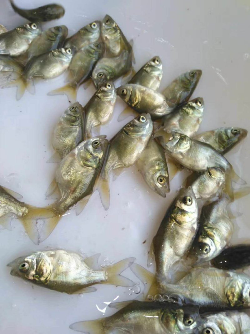 缩骨大头鱼苗，缩骨鳙鱼苗