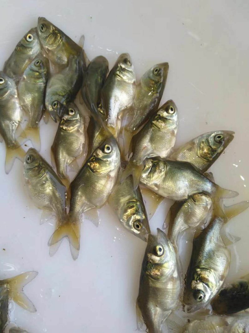缩骨大头鱼苗，缩骨鳙鱼苗