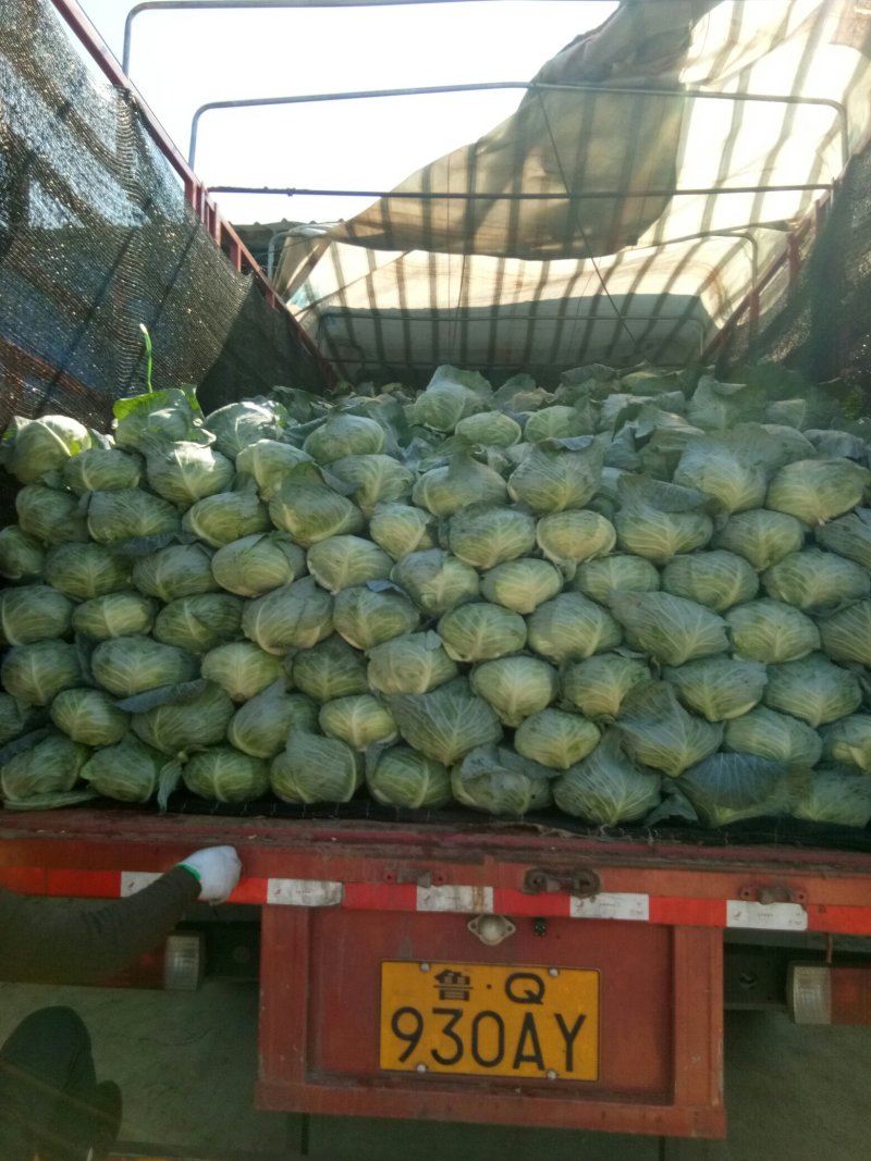 平度市甘蓝，奥奇娜品种大量上市，各规格齐全，货源充足，
