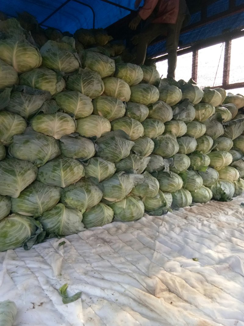 平度市甘蓝，奥奇娜品种大量上市，各规格齐全，货源充足，