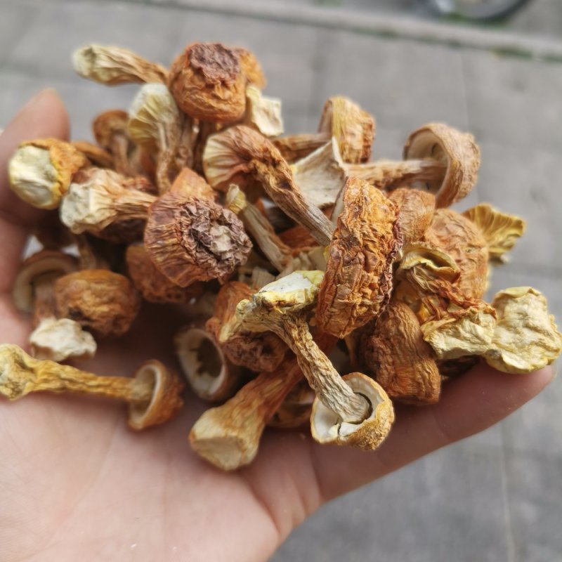 供应酒店食材——巴西菇姬松茸菇蕾
