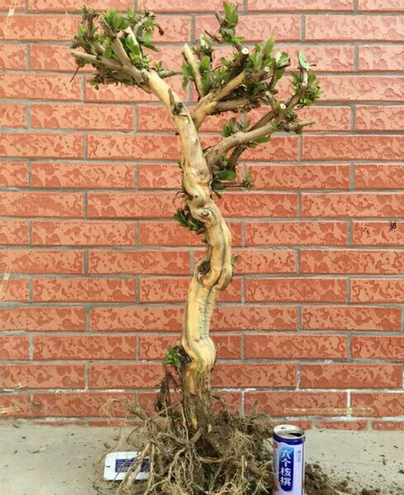 金银花老桩