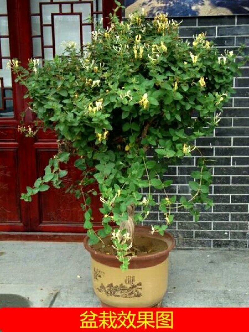 金银花老桩