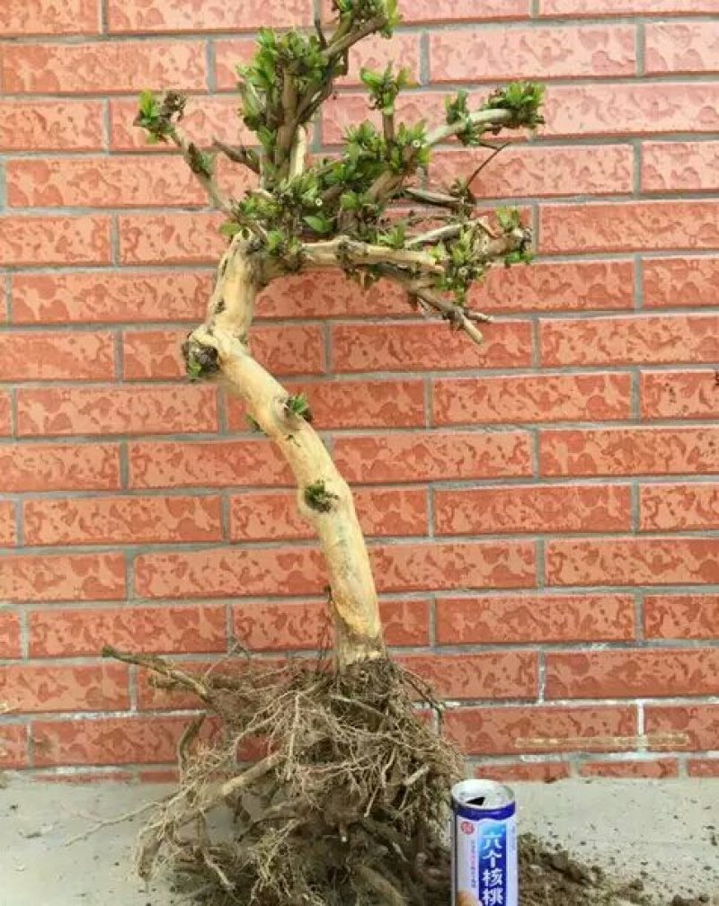 金银花老桩